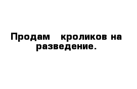 Продам   кроликов на разведение.